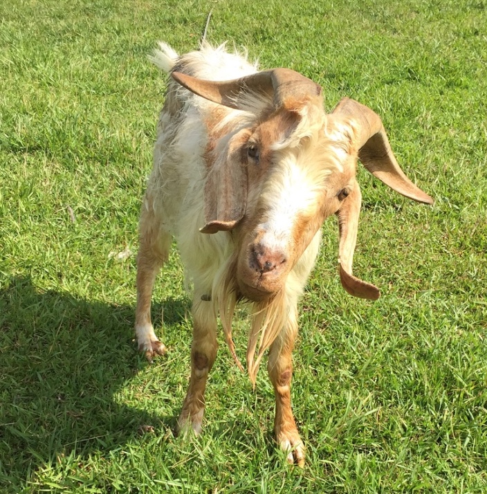 Borrow Pit goat