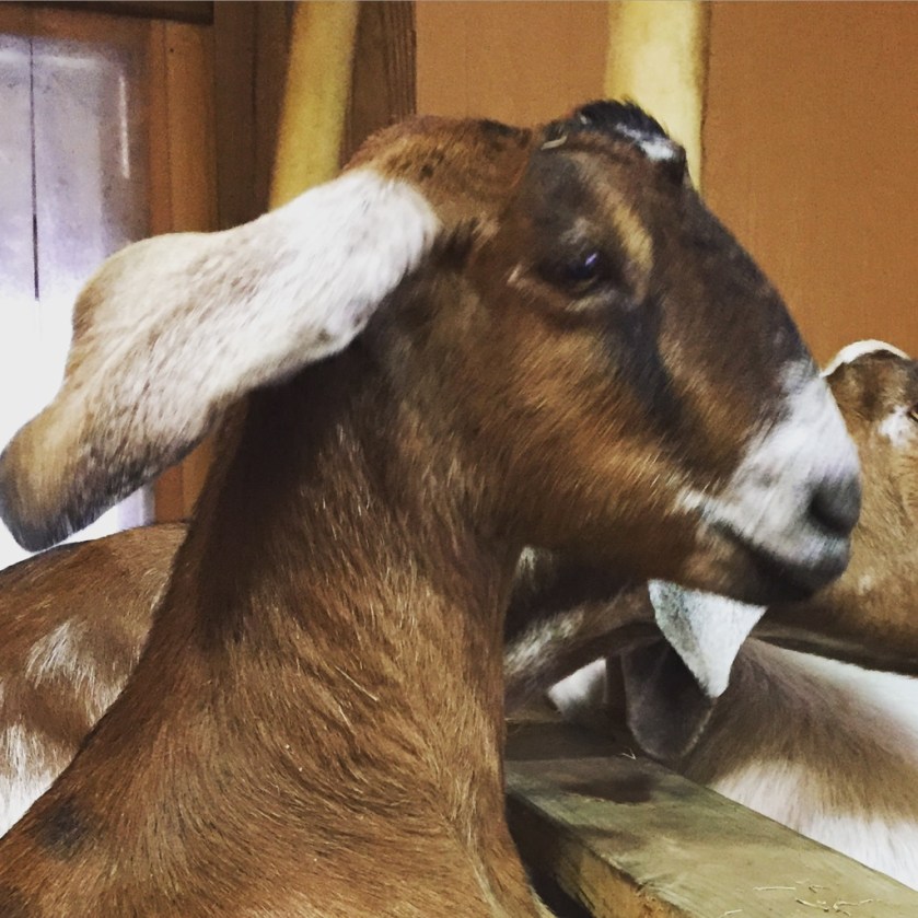 UNADJUSTEDNONRAW_thumb_3f3b