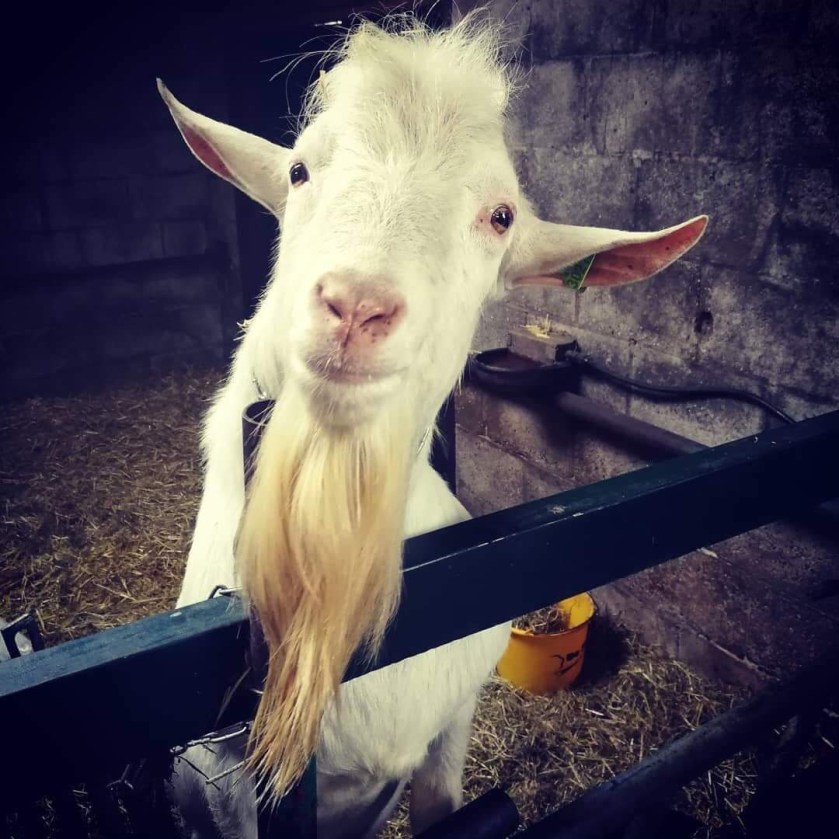 Quincy GOTD 09.11.18