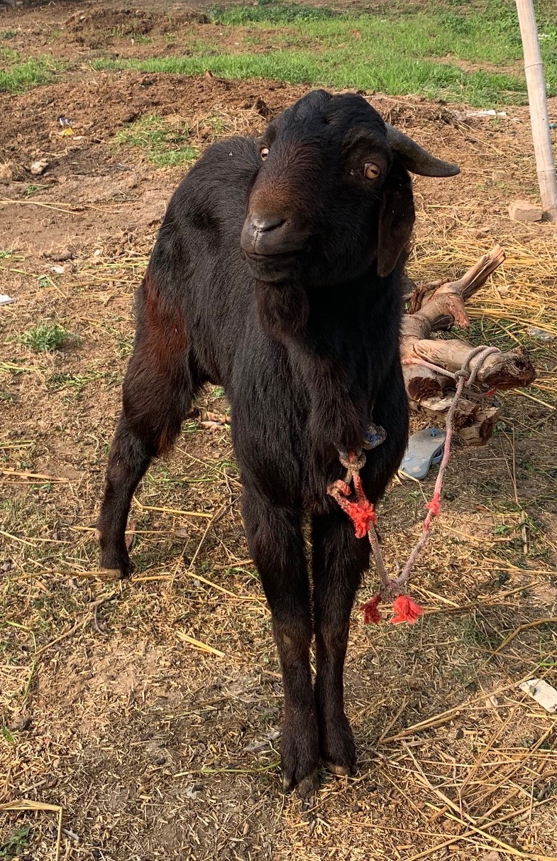 February Goat The sixteenth of February 2019 – Goat of the Day
