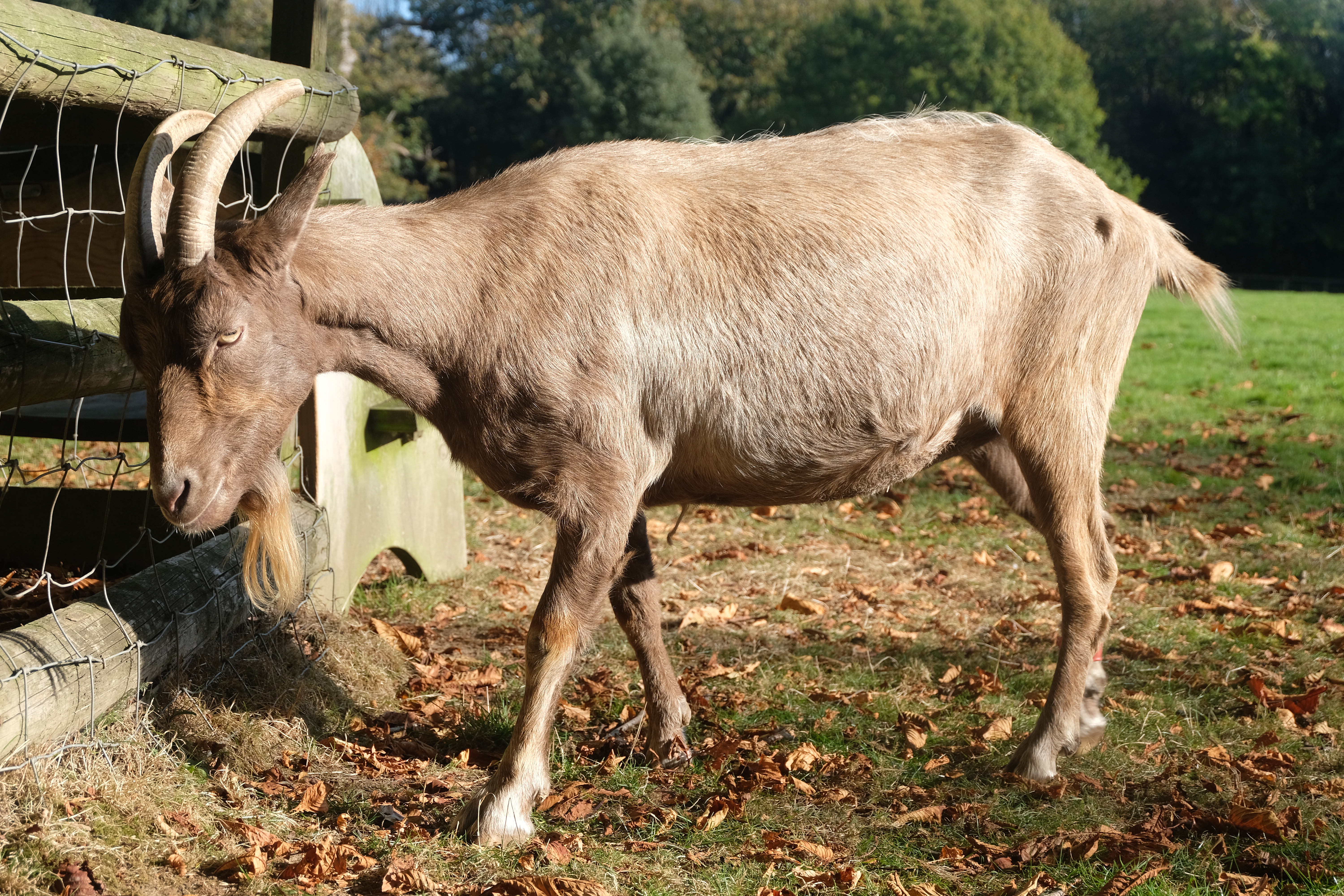February Goat The fifth of February 2019 – Goat of the Day