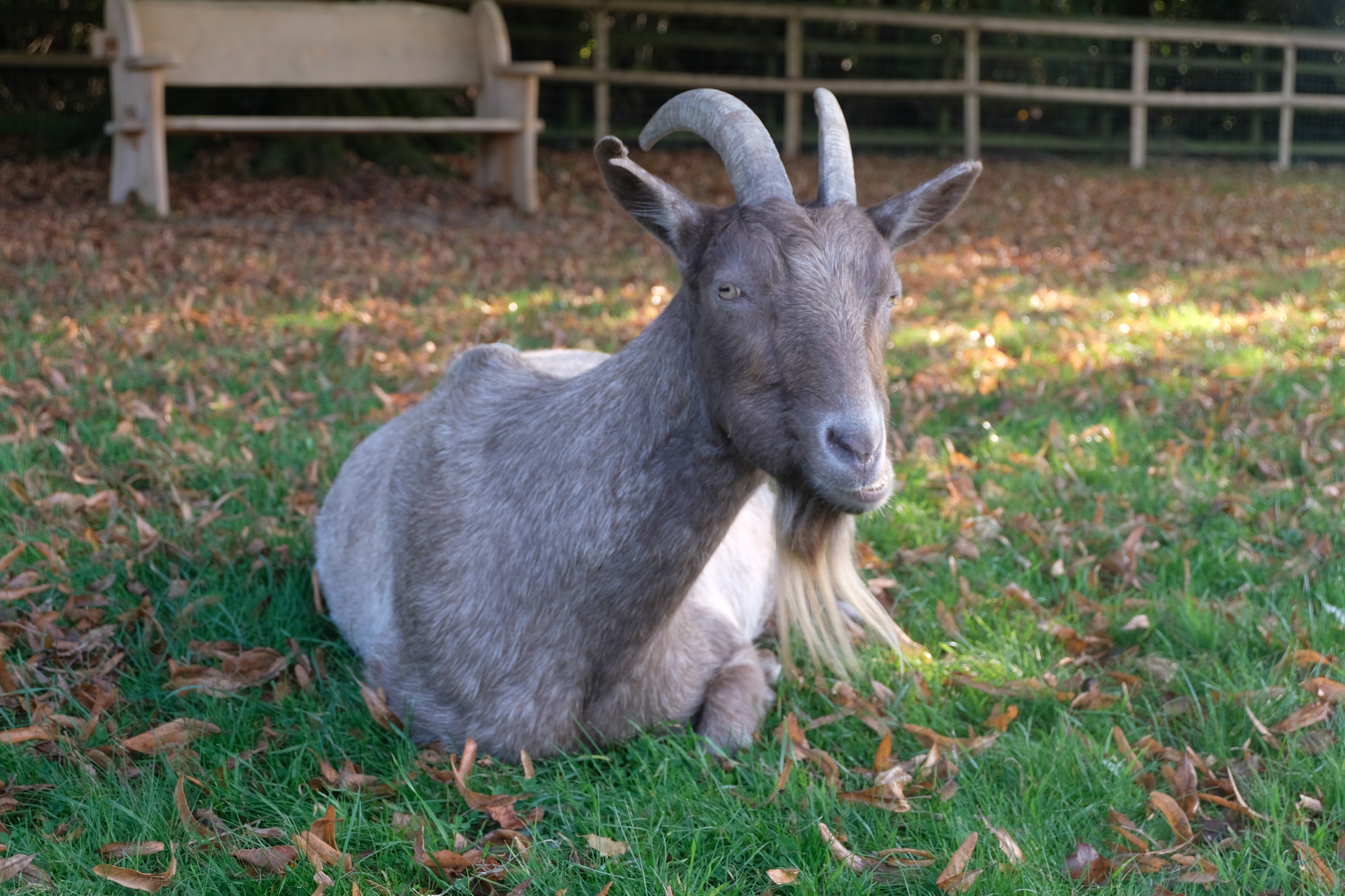 February Goat The thirty first of March 2019 – Goat of the Day