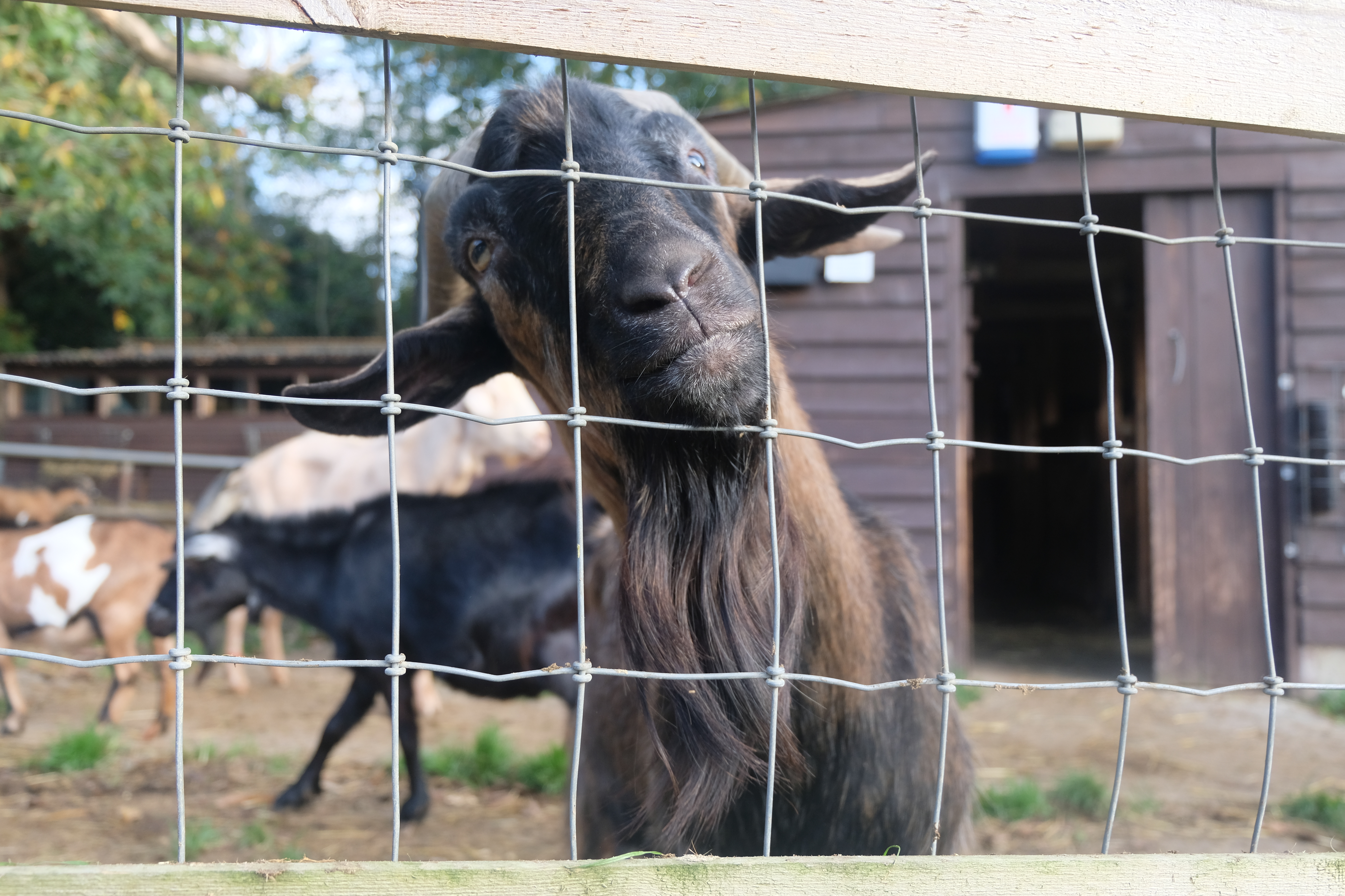 May 10, 2019 – Goat of the Day