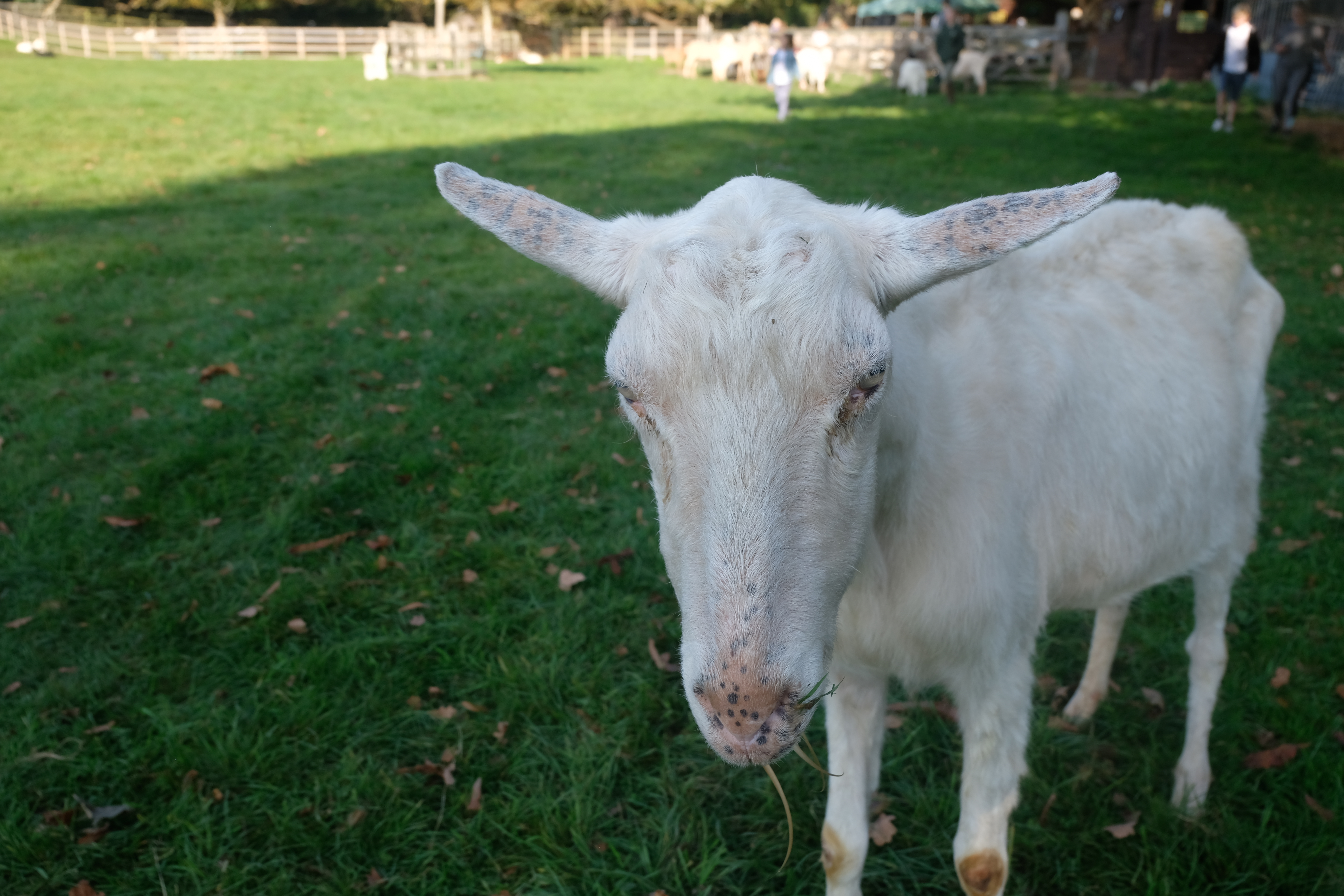 February Goat The twenty third of July 2019 – Goat of the Day