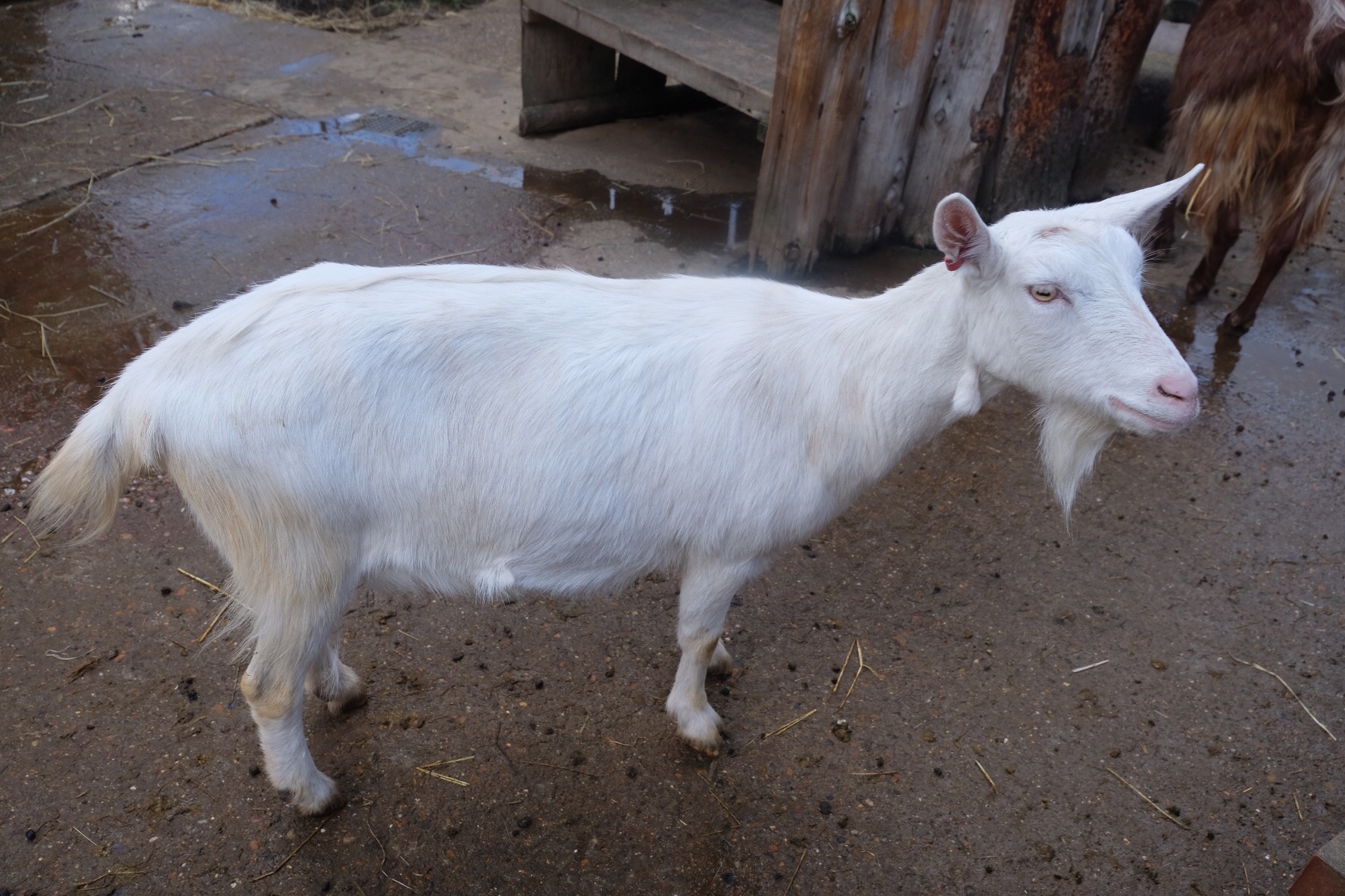 The twenty fifth of August 2019 – Goat of the Day
