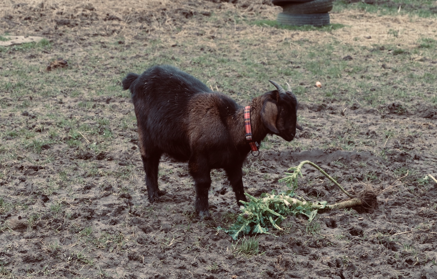 The seventh of May 2020 – Goat of the Day